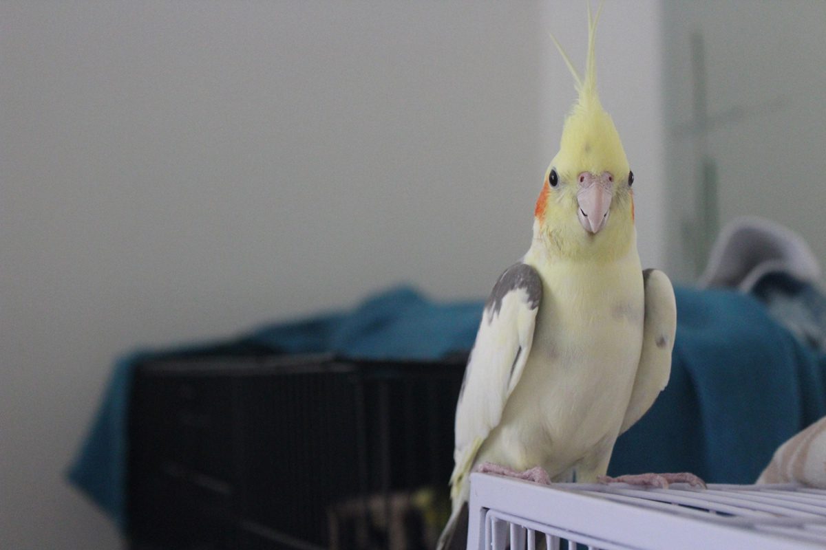 Adopting a Cockatoo: Smoothing the Transition with These Tips.